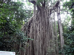 Excursions en Forêt tropicale à prix réduit 